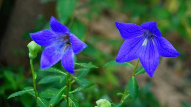 “中国桔梗之乡”太和县李兴镇,有李兴的朋友吗?为家乡点赞啦